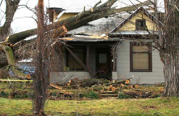 Fallen Tree Removal & Restoration in Clayton & Henderson